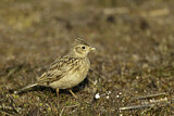 Image. Eurasian Skylark