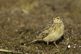Image. Eurasian Skylark