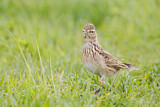 Image. Eurasian Skylark