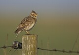 Image. Eurasian Skylark