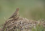 Image. Eurasian Skylark