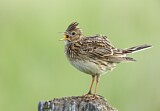 Image. Eurasian Skylark