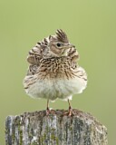 Image. Eurasian Skylark
