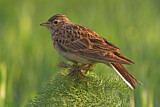 Image. Eurasian Skylark