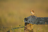 Image. Eurasian Skylark