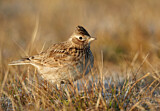 Image. Eurasian Skylark