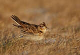 Image. Eurasian Skylark