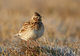 Image. Eurasian Skylark