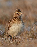 Image. Eurasian Skylark