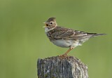 Image. Eurasian Skylark