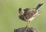 Image. Eurasian Skylark