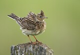 Image. Eurasian Skylark