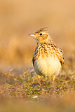 Image. Eurasian Skylark
