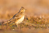 Image. Eurasian Skylark