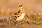 Image. Eurasian Skylark