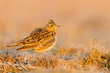 Image. Eurasian Skylark