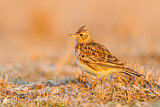 Image. Eurasian Skylark