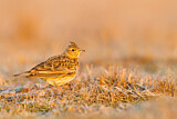Image. Eurasian Skylark