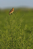 Image. Eurasian Skylark