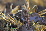Image. Eurasian Skylark