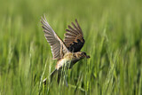 Image. Eurasian Skylark