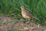 Image. Eurasian Skylark