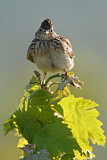 Image. Eurasian Skylark