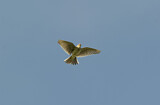 Image. Eurasian Skylark