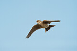 Image. Eurasian Skylark
