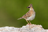 Image. Eurasian Skylark