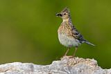Image. Eurasian Skylark