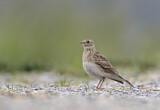 Image. Eurasian Skylark