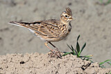 Image. Eurasian Skylark