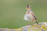Image. Eurasian Skylark
