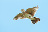 Image. Eurasian Skylark