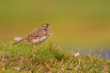 Image. Eurasian Skylark