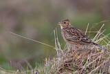 Image. Eurasian Skylark