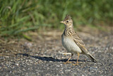 Image. Eurasian Skylark