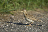 Image. Eurasian Skylark