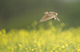Image. Eurasian Skylark