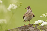 Image. Eurasian Skylark