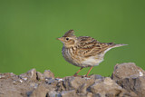 Image. Eurasian Skylark