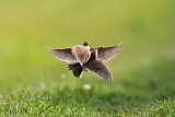 Image. Eurasian Skylark