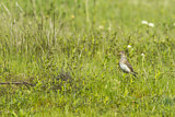 Image. Eurasian Skylark