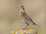 Image. Eurasian Skylark