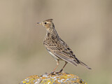 Image. Eurasian Skylark