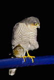 Image. Eurasian Sparrowhawk & Dunnock