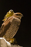 Image. Eurasian Sparrowhawk & Eurasian Siskin