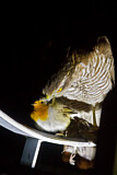 Image. Eurasian Sparrowhawk & European Robin
