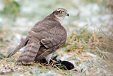 Image. Eurasian Sparrowhawk